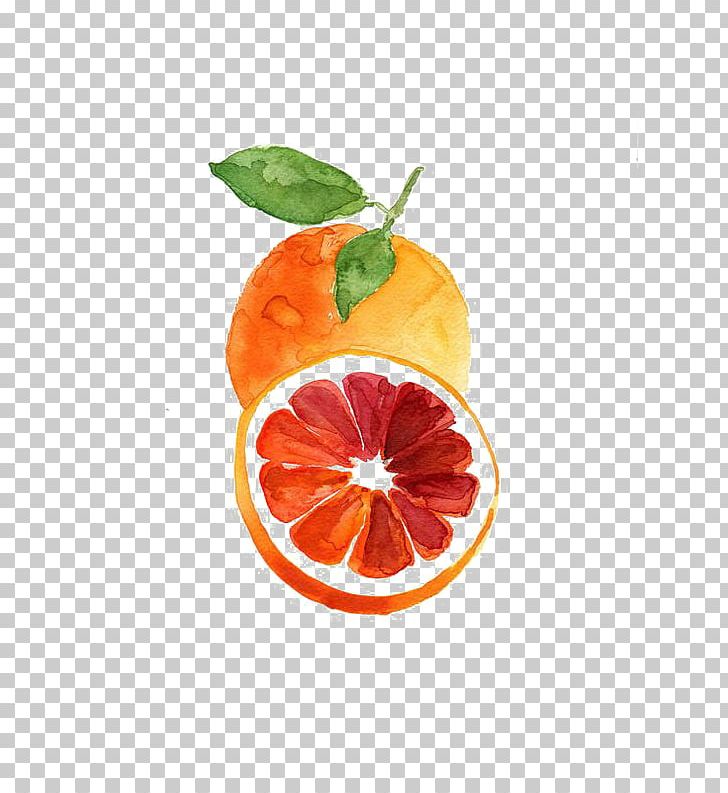 Grapefruit Blood Orange Tangerine Watercolor Painting PNG, Clipart, Citrus, Color, Drawing Fruit, Food, Fruit Free PNG Download