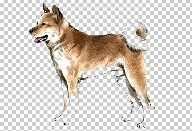 Saarloos Wolfdog Czechoslovakian Wolfdog Kunming Wolfdog Chinese Zodiac Rat PNG, Clipart, Akita, Carnivoran, Chinese Fortune Telling, Dog Breed, Dog Breed Group Free PNG Download