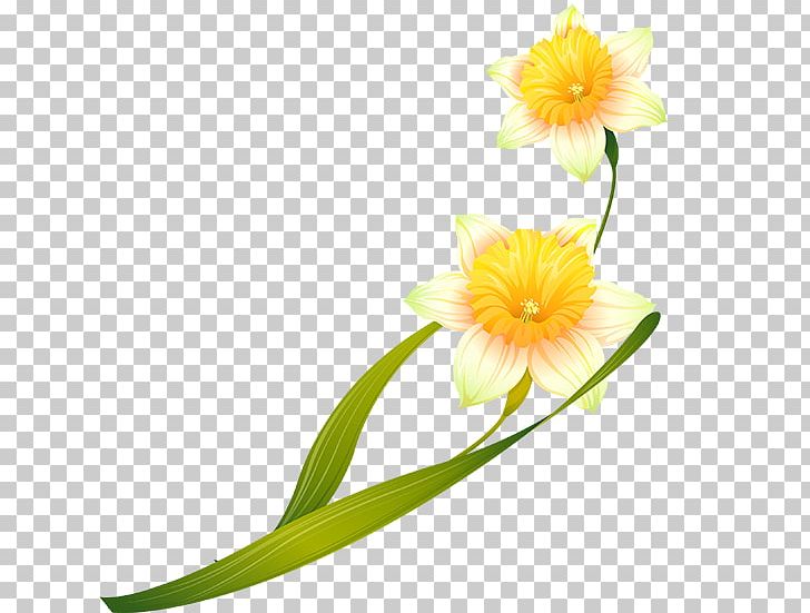 Cut Flowers Plant Stem Petal PNG, Clipart, Amaryllis Family, Blog, Cicek, Cicek Resimleri, Cut Flowers Free PNG Download