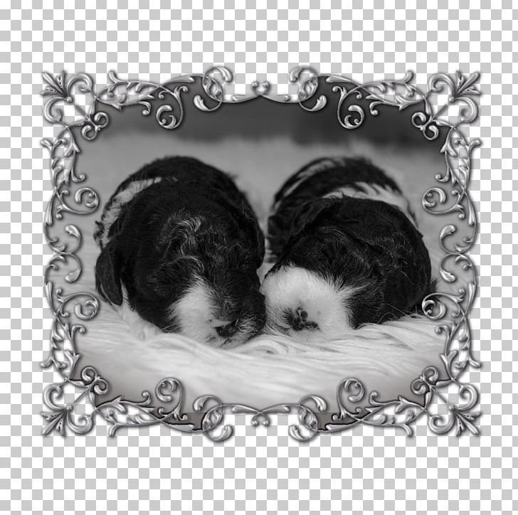 Dog Breed Shih Tzu Puppy Love Frames PNG, Clipart, Animals, Black And White, Breed, Carnivoran, Crossbreed Free PNG Download