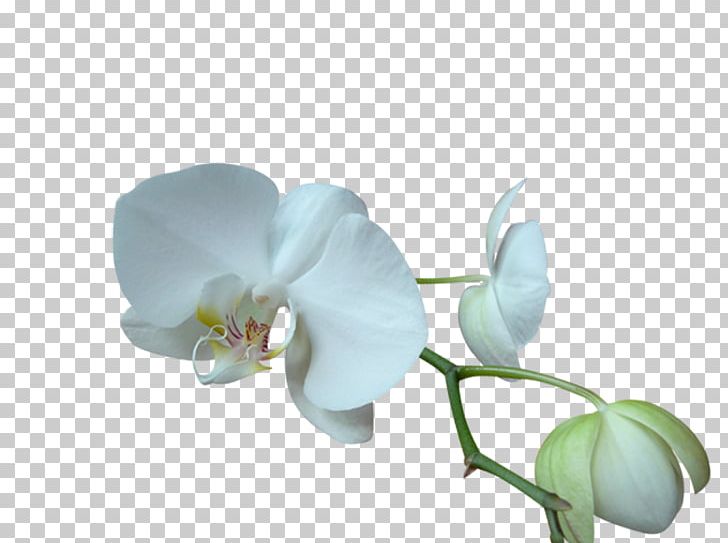 Moth Orchids Blog Flower PNG, Clipart, Alejate, Autumn Leaves, Blog, Clip Art, Cut Flowers Free PNG Download
