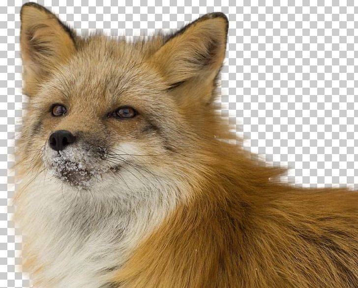 Red Fox Kuma Lisa Привада PNG, Clipart, Animals, Carnivoran, Desktop Wallpaper, Dhole, Dog Free PNG Download