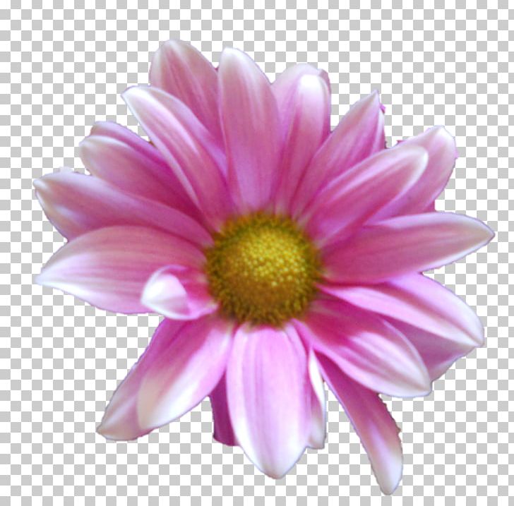 Common Daisy Flower Chrysanthemum Daisy Family PNG, Clipart, Annual Plant, Argyranthemum Frutescens, Aster, Chrysanthemum, Chrysanths Free PNG Download