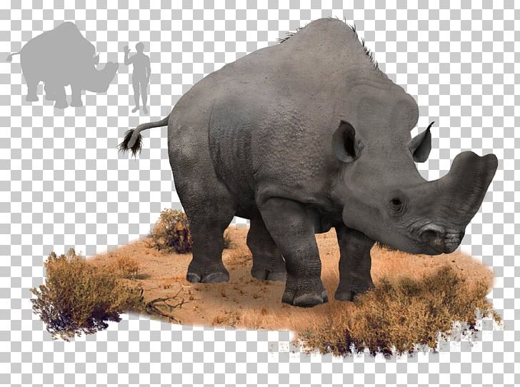 Rhinoceros Eocene Orangutan Embolotherium Animal PNG, Clipart, Animal, Animals, Brontoscorpio Anglicus, Brontotherium, Cattle Like Mammal Free PNG Download