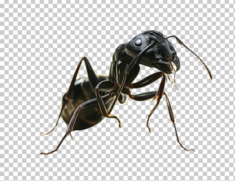Insect Carpenter Ant Pest Ant Stable Fly PNG, Clipart, Ant, Carpenter Ant, House Fly, Insect, Membranewinged Insect Free PNG Download