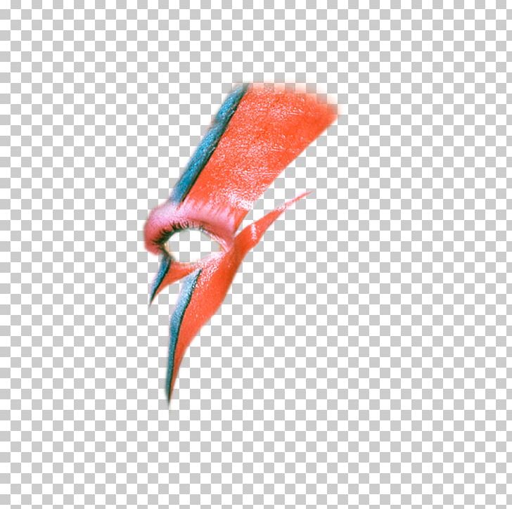 Bird Beak Seafood Cosmetics PNG, Clipart, Beak, Bird, Closeup, Cosmetics, David Bowie Free PNG Download