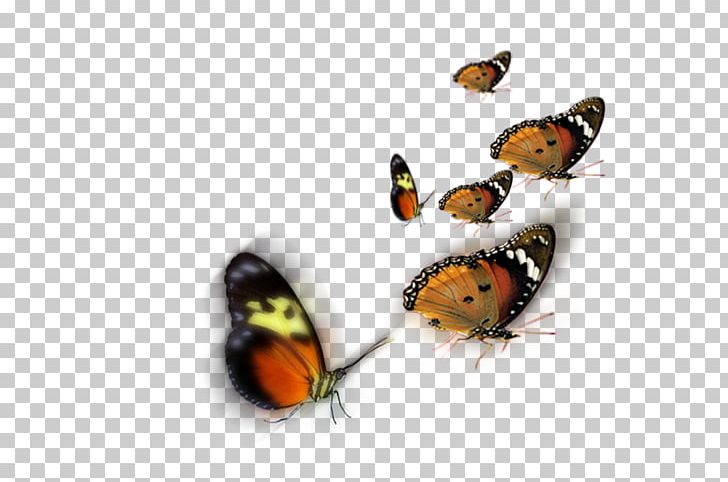 Butterfly Insect PNG, Clipart, Adobe Systems, Arthropod, Blog, Brush Footed Butterfly, Butterflies And Moths Free PNG Download
