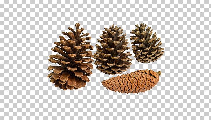 Pine Fir Conifer Cone Conifers PNG, Clipart, Background, Christmas Tree, Close, Closeup, Cones Free PNG Download