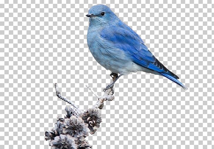 Bird American Sparrows Feather Beak Curtain PNG, Clipart, American Sparrows, Animals, Beak, Bird, Blue Free PNG Download