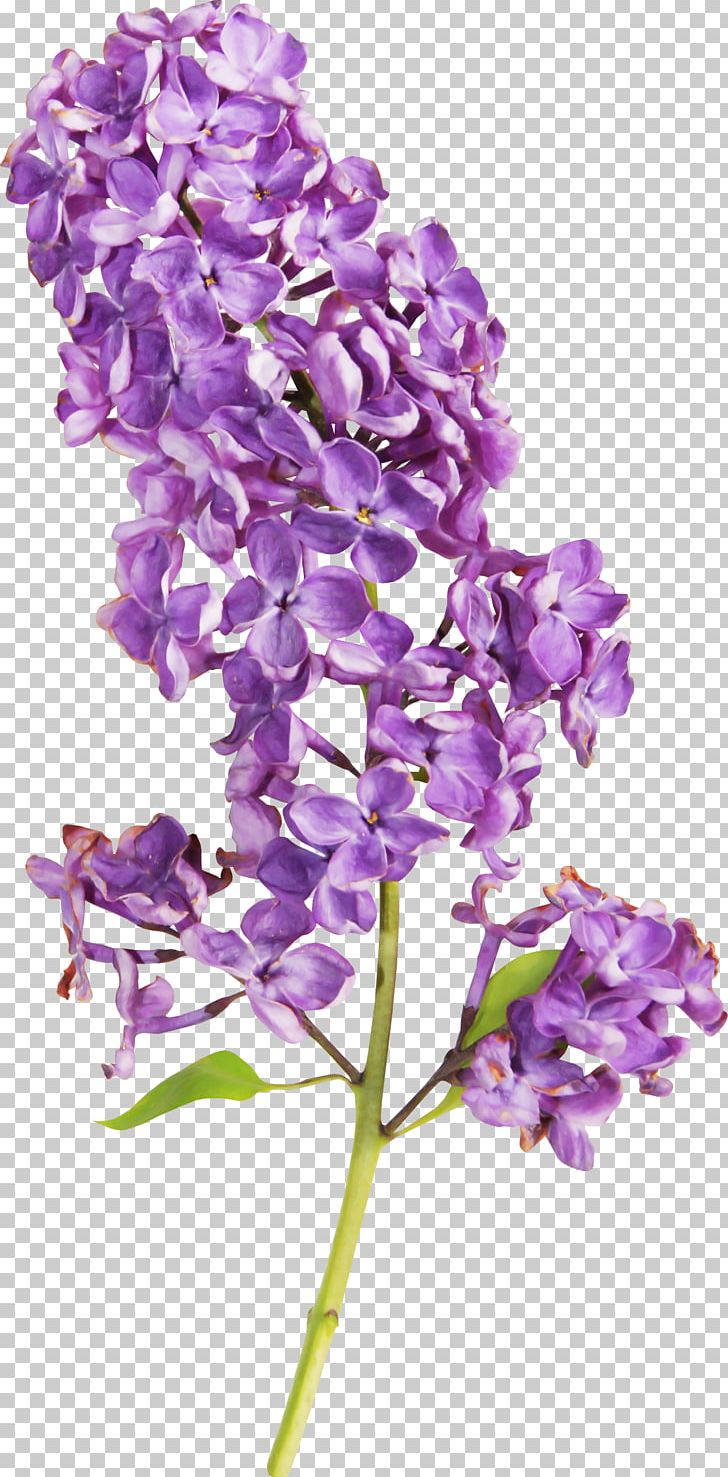 Flower Lilac Garden Roses PNG, Clipart, Cut Flowers, Desktop Wallpaper, Digital Image, Display Resolution, Drawing Free PNG Download