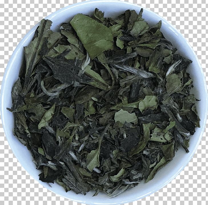 Gyokuro Nilgiri Tea Oolong Darjeeling White Tea PNG, Clipart,  Free PNG Download