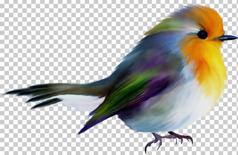 Feather PNG, Clipart, Beak, Europe, European Robin, Feather, Finches Free PNG Download