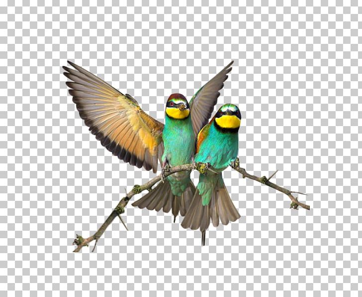Bird Computer Icons PNG, Clipart, Animals, Beak, Bird, Common Pet Parakeet, Computer Icons Free PNG Download