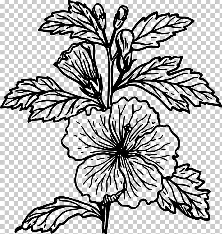 Hibiscus Drawing Flower PNG, Clipart, Artwork, Black And White, Branch, Color, Coloring Book Free PNG Download