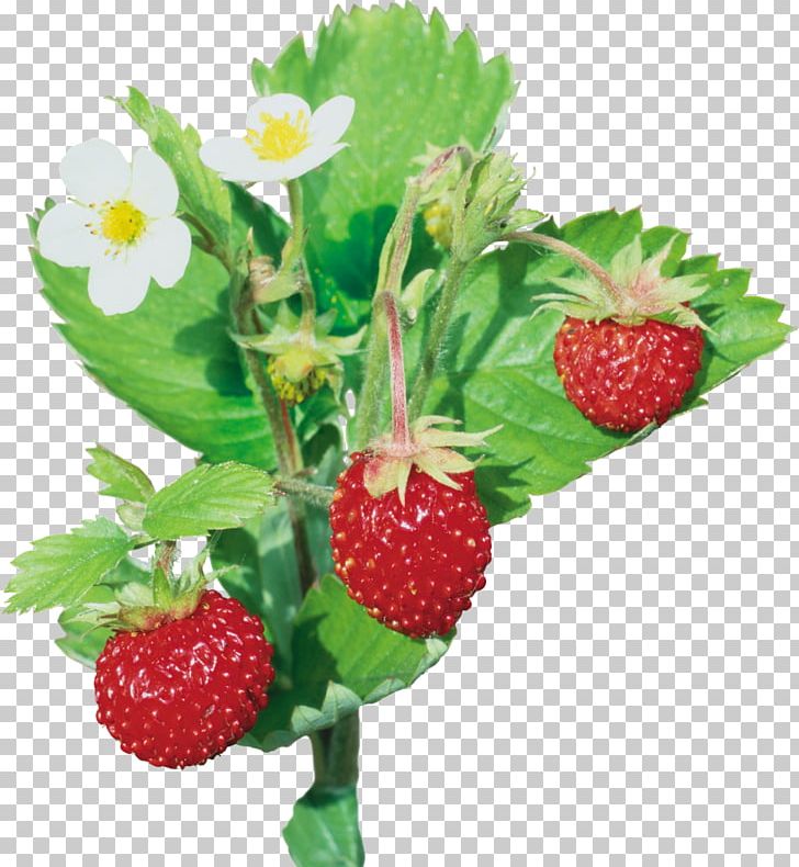 Musk Strawberry Wild Strawberry Flavor PNG, Clipart, Berry, Bilberry, Currant, Flavor, Flowerpot Free PNG Download