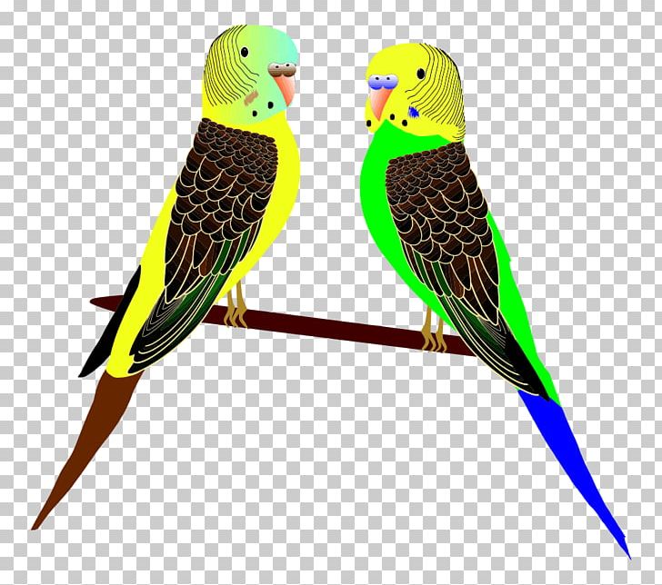 Parrot Budgerigar Parakeet Bird PNG, Clipart, Animals, Beak, Bird, Budgerigar, Common Pet Parakeet Free PNG Download
