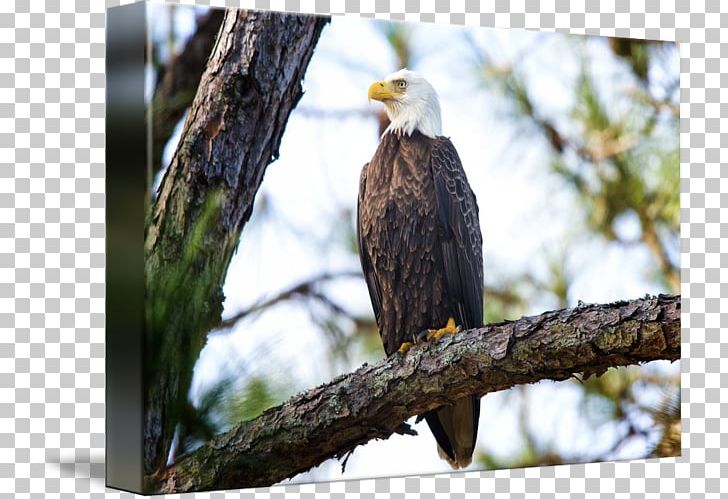 Bald Eagle Photography By Jim Crotty | Ohio LLC Art Kind PNG, Clipart, Accipitriformes, Art, Bald Eagle, Beak, Bird Free PNG Download