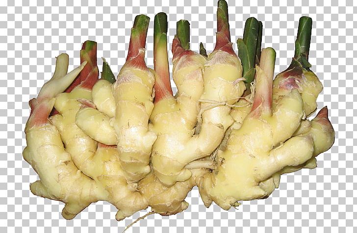 Ginger Food Vegetable Turmeric Allium Fistulosum PNG, Clipart, Bud, Buds, Chinese, Chinese Herbology, Fashionguide Free PNG Download