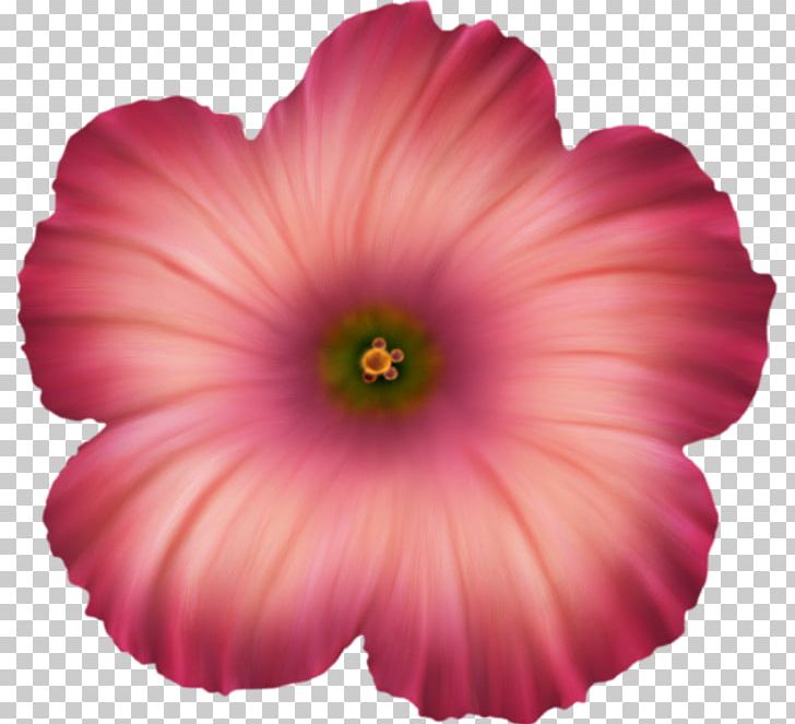 Hibiscus Magenta Close-up PNG, Clipart, Annual Plant, Closeup, Flower, Flowering Plant, Herbaceous Plant Free PNG Download