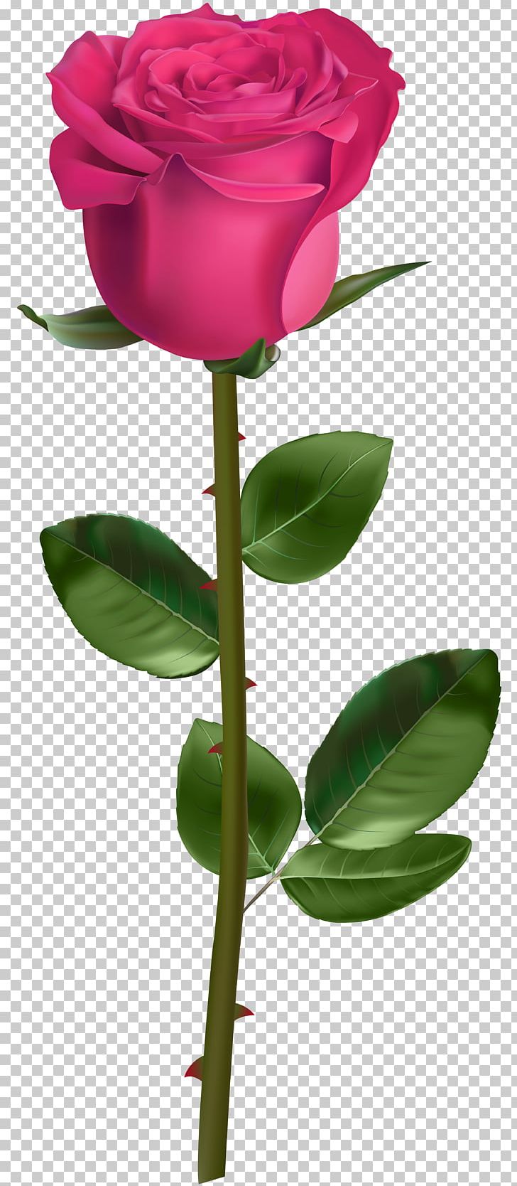 Rose Plant Stem PNG, Clipart, Blue Rose, Bud, Clip Art, Cut Flowers, Drawing Free PNG Download
