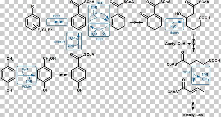 Aromatic Hydrocarbon Aromaticity Anaerobic Respiration Benzoyl Group Anaerobic Organism PNG, Clipart, Anaerobic Digestion, Anaerobic Exercise, Anaerobic Organism, Anaerobic Respiration, Angle Free PNG Download