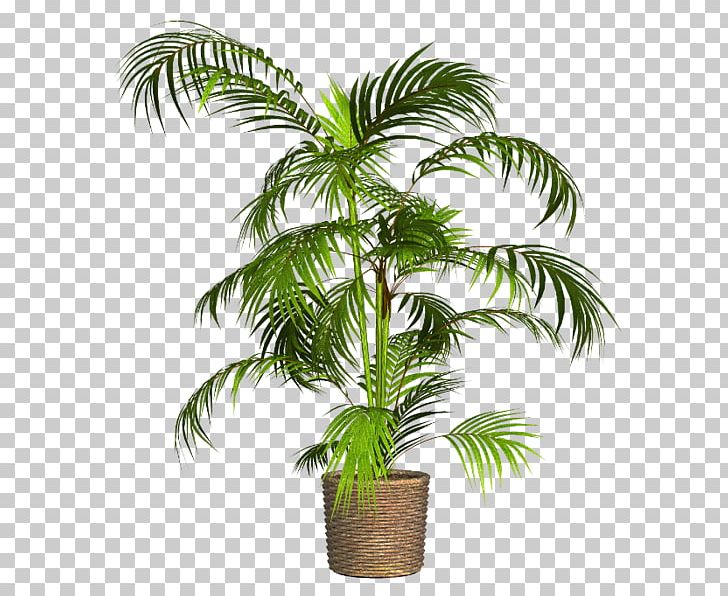 Asian Palmyra Palm Flowerpot Babassu Houseplant PNG, Clipart, Arecaceae, Arecales, Borassus Flabellifer, Coconut, Date Palm Free PNG Download