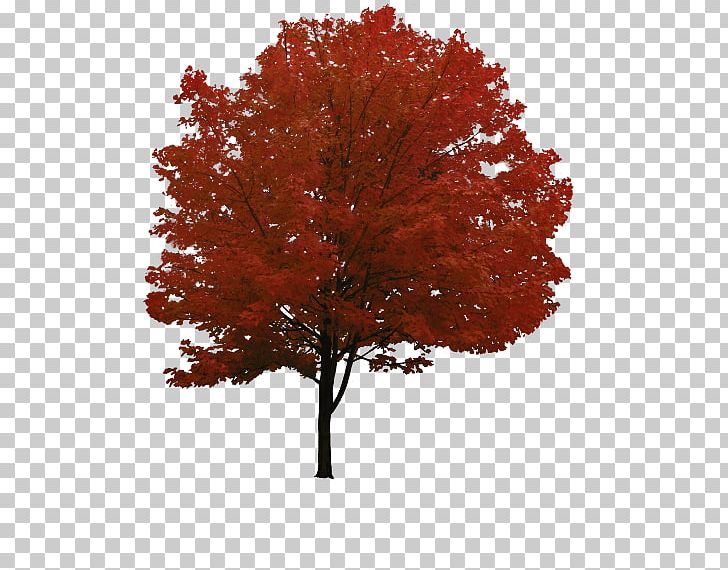 Drawing PNG, Clipart, Architectural Drawing, Architecture, Autumn, Branch, Computer Icons Free PNG Download