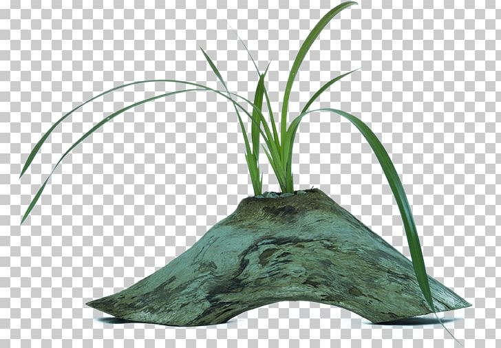 Leaf Grasses Tree Flowerpot Family PNG, Clipart, Driftwood, Family, Flowerpot, Grass, Grasses Free PNG Download