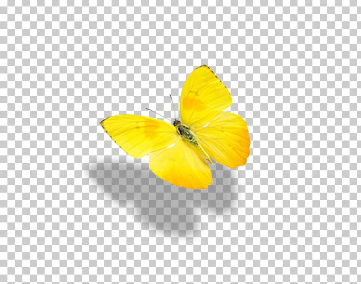 Monarch Butterfly Yellow PNG, Clipart, Brush Footed Butterfly, Butterflies, Butterfly Group, Encapsulated Postscript, Flower Free PNG Download
