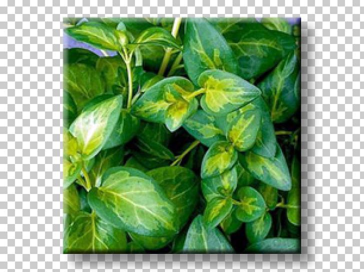Myrtle Greater Periwinkle Chameleon Plant Evergreen Perennial Plant PNG, Clipart, Basil, Chameleon Plant, Evergreen, Garden, Herb Free PNG Download