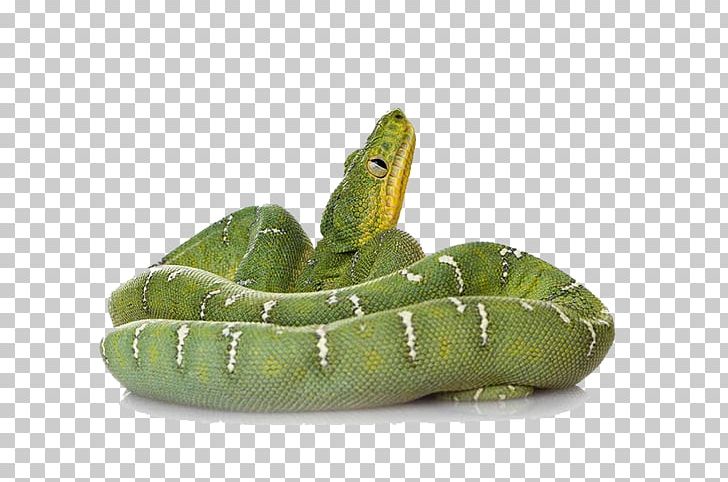 Smooth Green Snake Reptile Amazing Animals: Snakes PNG, Clipart, Alligator, Amazing Animals, Amazing Animals Snakes, Animal, Animal Rescue Group Free PNG Download