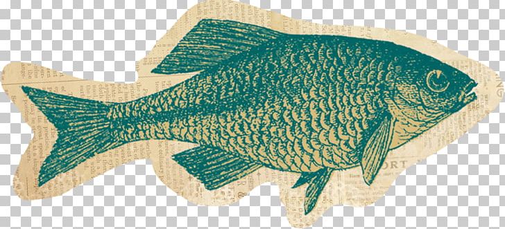 Tilapia Fish Animal PNG, Clipart, Animal, Animal Figure, Fauna, Fish, Organism Free PNG Download