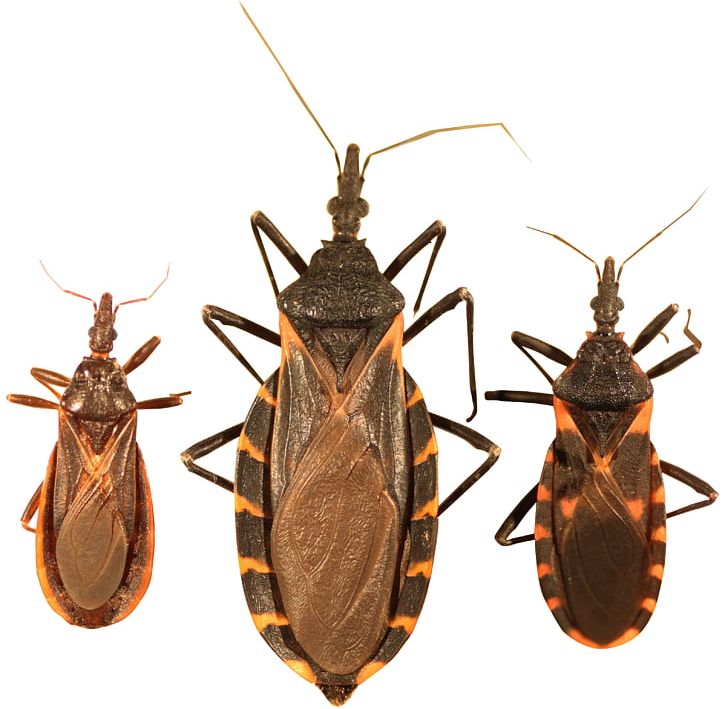 Triatoma Protracta Insect Mosquito Chagas Disease PNG, Clipart, Animals, Arthropod, Assassin Bug, Bugs, Cockroach Free PNG Download