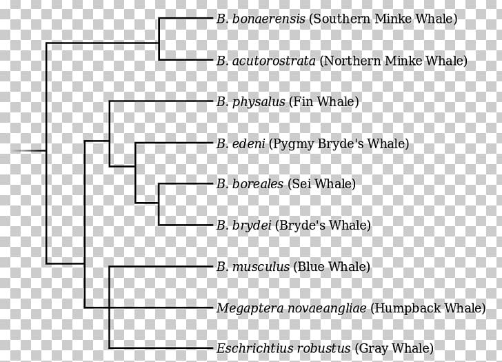 Blue Whale Fin Whale Rorquals Common Bottlenose Dolphin Tucuxi PNG, Clipart, Angle, Baleen, Baleen Whale, Black And White, Blue Whale Free PNG Download