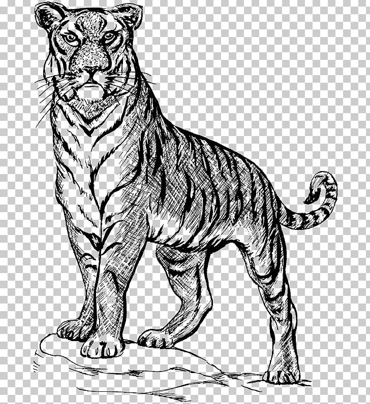 Drawing Bengal Tiger PNG, Clipart, Animals, Art, Bengal Tiger, Big Cat, Big Cats Free PNG Download