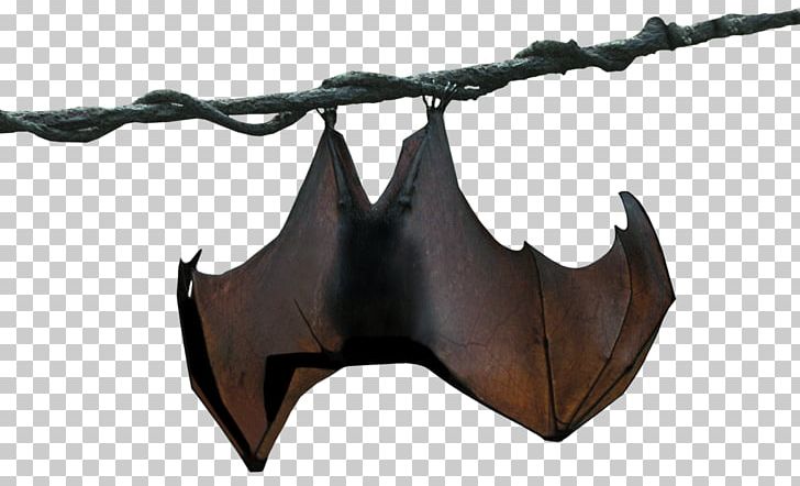 Megabat Stellaluna Animal PNG, Clipart, Animal, Animals, Bat, Clone, Desktop Wallpaper Free PNG Download