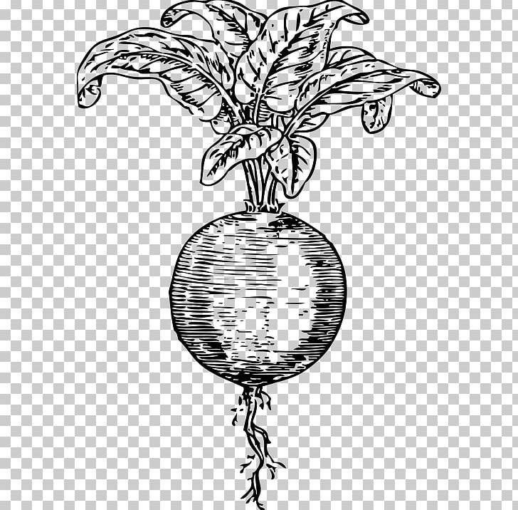 Beetroot Sugar Beet PNG, Clipart, Artwork, Beet, Beetroot, Black And White, Branch Free PNG Download