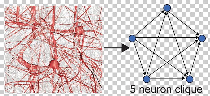 Blue Brain Project Neuron Clique Geometry PNG, Clipart, Agy, Angle, Area, Artificial Neural Network, Blue Brain Project Free PNG Download