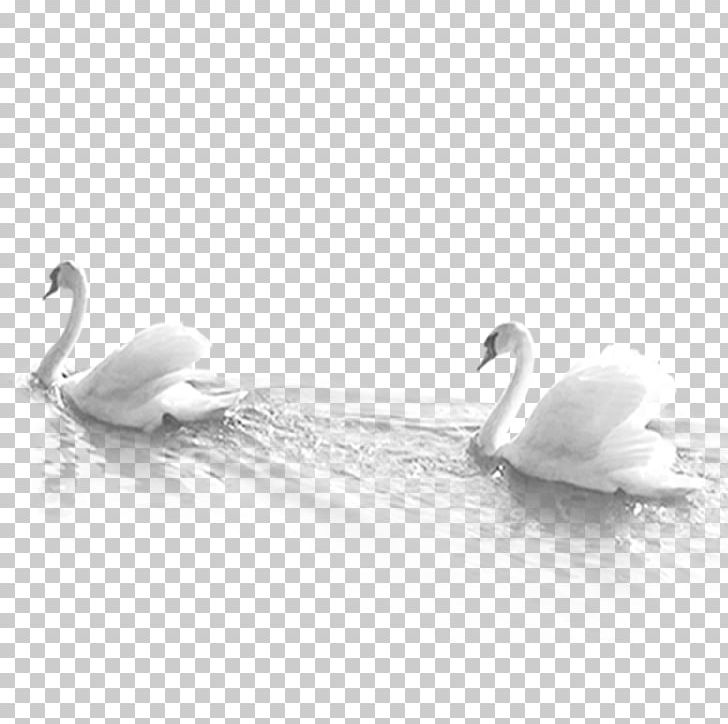 Domestic Goose Cygnini White PNG, Clipart, Animals, Beak, Bird, Black, Black And White Free PNG Download