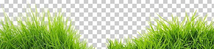 Green Grass Road Meadow PNG, Clipart, Appbreeze, Cat, Chrysopogon Zizanioides, Computer Wallpaper, Download Free PNG Download