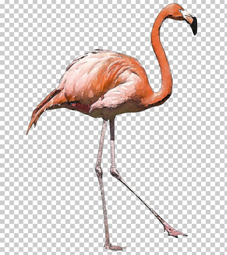 American Flamingo Bird Greater Flamingo PNG, Clipart, American Flamingo, Animals, Beak, Bird, Caribbean Free PNG Download