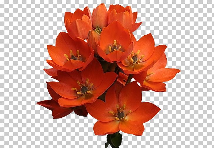 Cut Flowers Flowering Plant Petal Annual Plant PNG, Clipart, Annual Plant, Creation, Cut Flowers, Fleur, Flower Free PNG Download