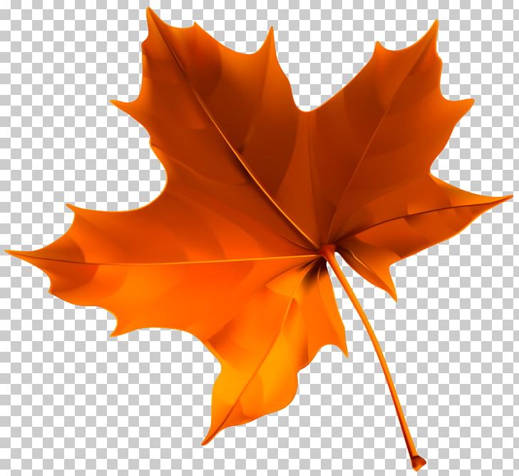 Leaf Autumn PNG, Clipart, Autumn, Autumn Leaf Color, Autumn Leaves, Color, Download Free PNG Download