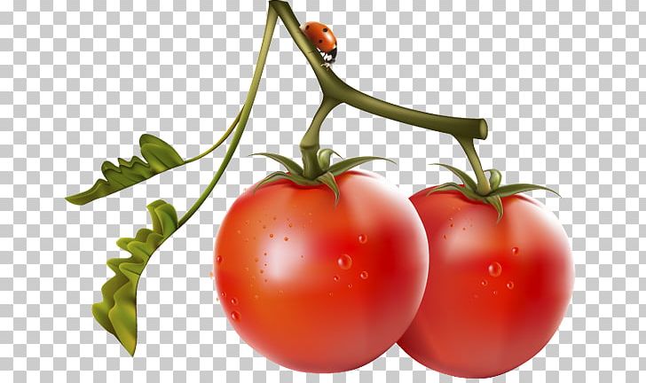 `Вне «игры» Nightshade Cherry Tomato Food Vegetable PNG, Clipart, Auglis, Bush Tomato, Cherry, Cherry Tomato, Diet Food Free PNG Download