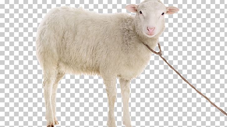 Suffolk Sheep Stock Photography Dall Sheep Goat PNG, Clipart, Animals, Cow Goat Family, Dall Sheep, Depositphotos, Fur Free PNG Download