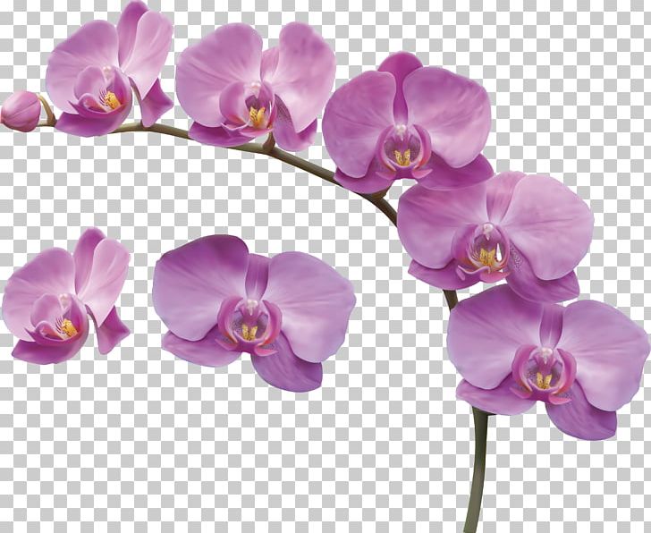 Moth Orchids Flower Desktop Cattleya Warneri PNG, Clipart, Cattleya Orchids, Cut Flowers, Cvety, Drawing, Flower Free PNG Download