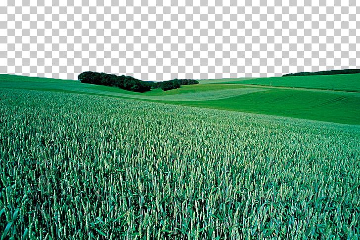 Wheat Crop Cereal PNG, Clipart, Agriculture, Artificial Turf, Background Green, Cereals, Commodity Free PNG Download