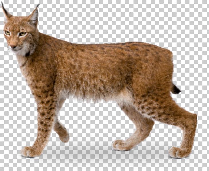 Bobcat Eurasian Lynx Wildcat California Spangled Av Hayvanı PNG, Clipart, 5 Years, Bobcat, California Spangled, Carnivoran, Cat Free PNG Download