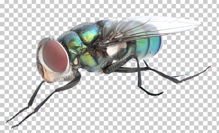 Insect Fly Bird Zumbido PNG, Clipart, Animal, Arthropod, Bird, Dermatobia Hominis, Download Free PNG Download