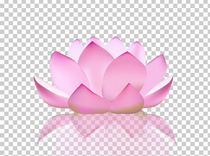 Nelumbo Nucifera Yoga Flower Lotus Position PNG, Clipart, Courses, Floral Design, Flower, Hatha Yoga, Kundalini Yoga Free PNG Download
